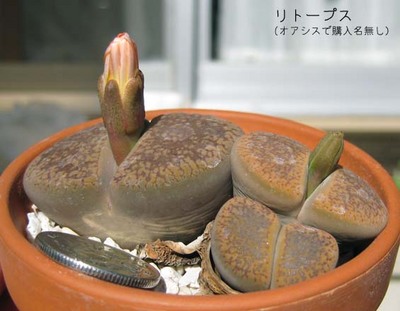 日輪玉でOK?