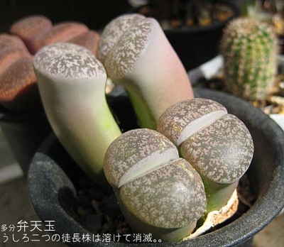 弁天玉