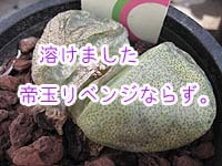 帝玉2個目もダメでした。