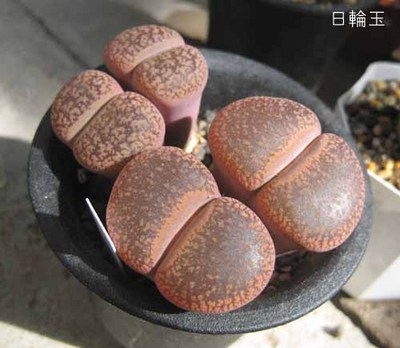 初代日輪玉