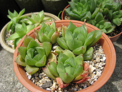 新宝草