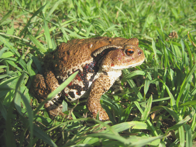 アズマヒキガエル
