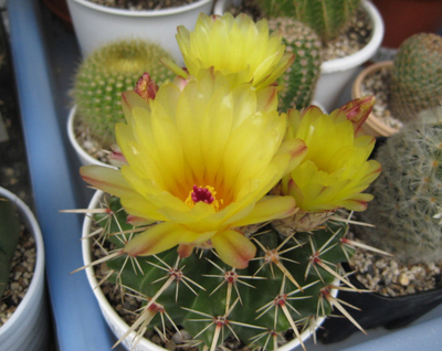 08年7月獅子王丸