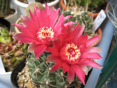 08年7月緋花玉