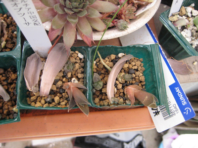 2008年8月生き延びた末裔達・・