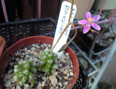 カラスモンタナ開花
