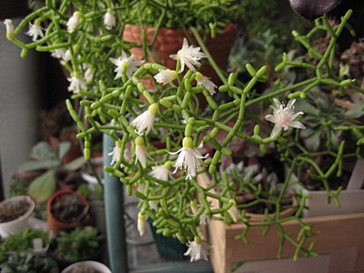 米粒リプ開花