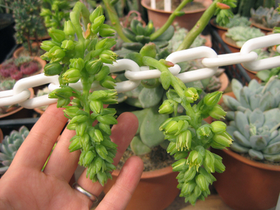 花がデカイ。セデベリア?
