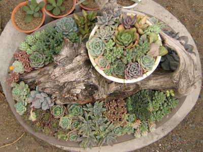 人気の寄せ植え