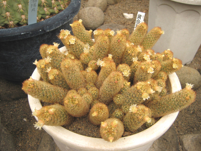 黄金丸のお花