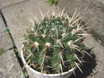 090428獅子王丸