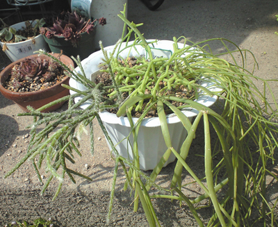 リプサリス寄せ植え