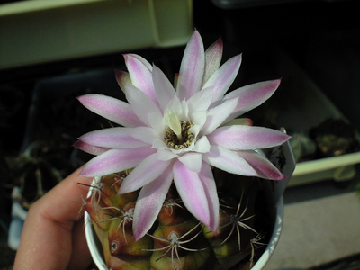 ギムノカリキウム 麗蛇丸