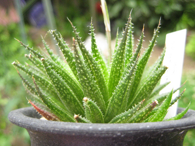 Haworthia variegata var. petrophyla