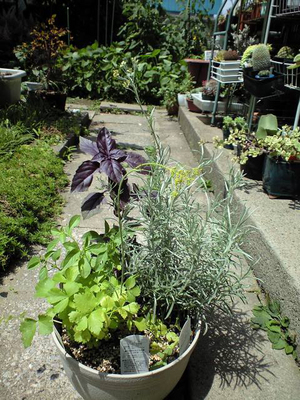 寄せ植えハーブ