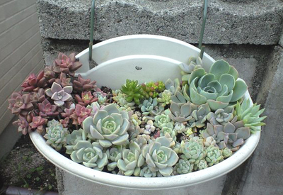 NEW寄せ植え