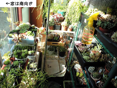 冬の窓辺 途中経過