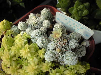 銀手毬開花