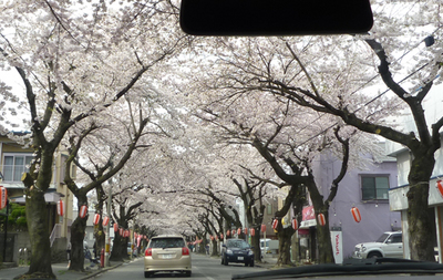 桜満開