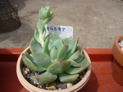 キルヒネア
