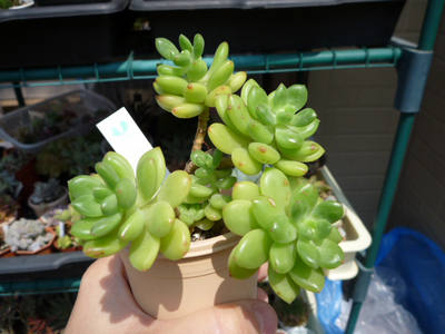 春萌