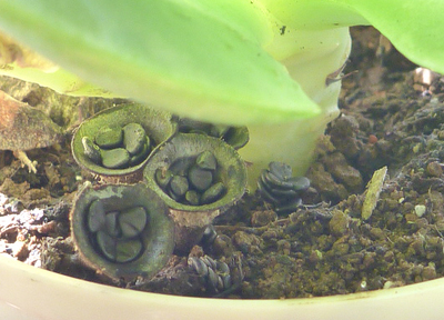 ハタケチャダイゴケ