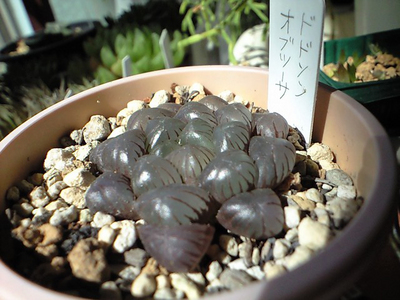 ドドオブ