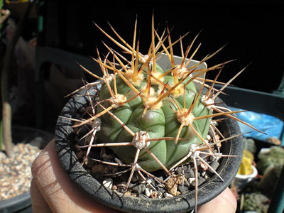 ギムノカリキウム属良寛