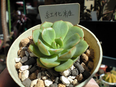 紅化粧