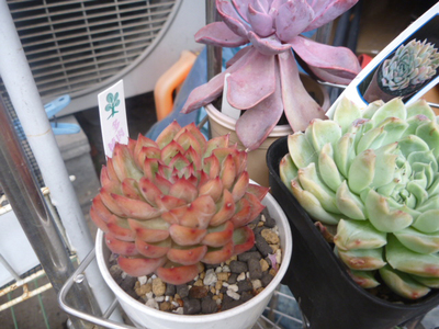 赤メビナ
