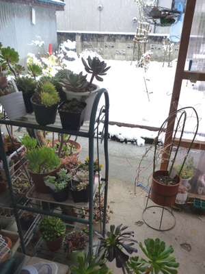 ぬれ雪
