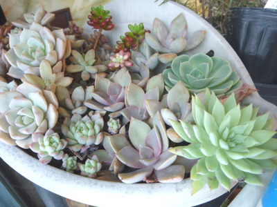 極寒厳寒寄せ植え