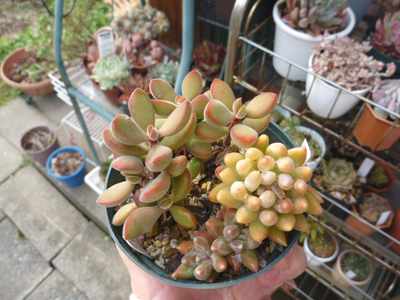 オレンジ系寄せ植え