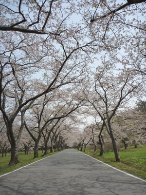 平内の桜