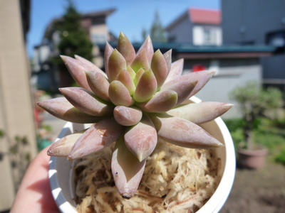 ○○ベリア?