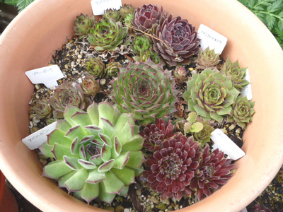 センペル寄せ植え2