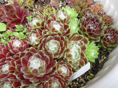 センペル寄せ植え1