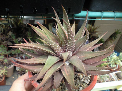 斑入り硬ハオ