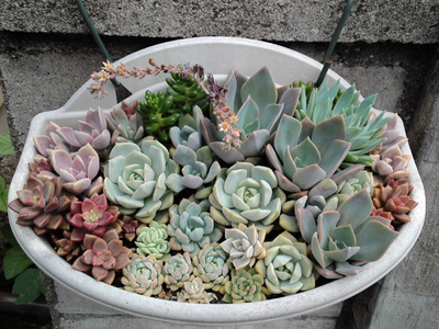 寄せ植え