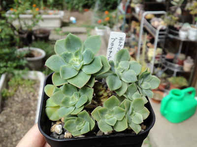 育ちました