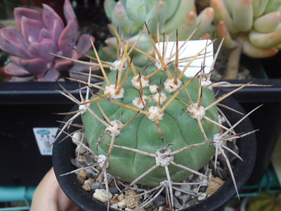 良寛様