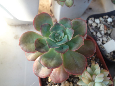 紅日傘