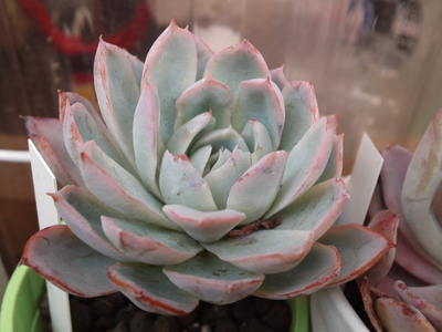 養老