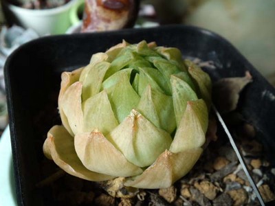 シンビ セントアルバン