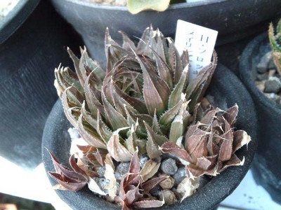 枯れ草フロッキー