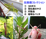 虫画像色々