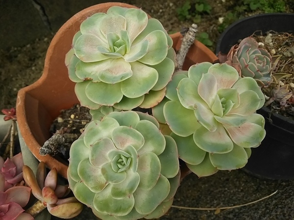 DSC_0380.JPG